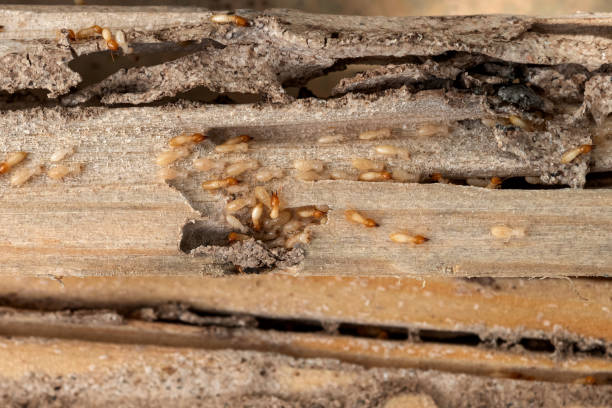 Trusted Coon Rapids, MN Pest Control Experts